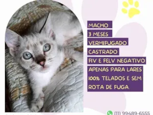 Gato raça SRD-ViraLata idade 2 a 6 meses nome Bless 