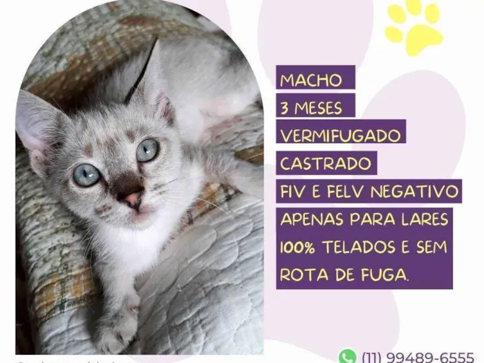 Gato ra a SRD-ViraLata idade 2 a 6 meses nome Bless 