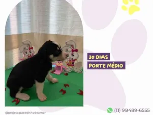 Cachorro raça SRD-ViraLata idade Abaixo de 2 meses nome Diana