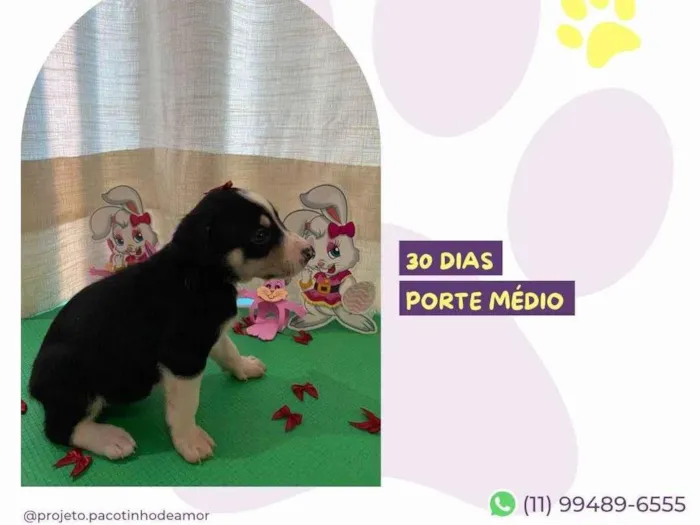 Cachorro ra a SRD-ViraLata idade Abaixo de 2 meses nome Diana