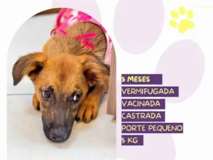 Cachorro raça SRD-ViraLata idade 2 a 6 meses nome Dory
