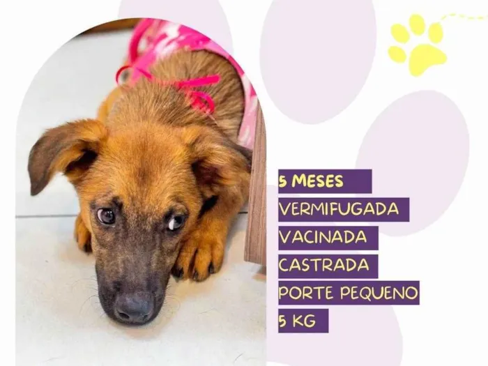 Cachorro ra a SRD-ViraLata idade 2 a 6 meses nome Dory