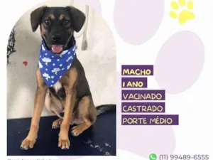 Cachorro raça SRD-ViraLata idade 1 ano nome Duque1