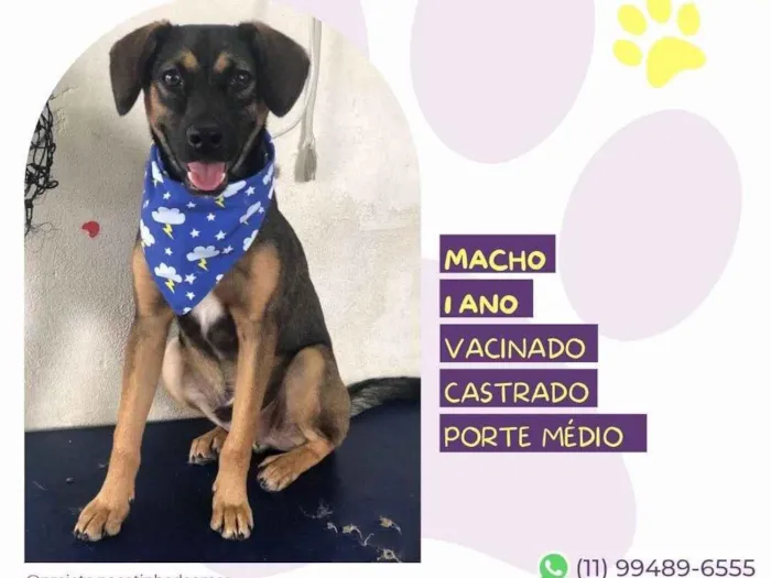 Cachorro ra a SRD-ViraLata idade 1 ano nome Duque1