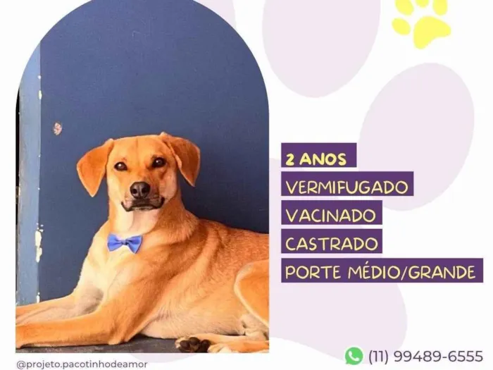 Cachorro ra a SRD-ViraLata idade 2 anos nome Duque2