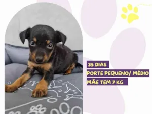 Cachorro raça SRD-ViraLata idade Abaixo de 2 meses nome Elizabeth