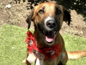 Cachorro raça SRD-ViraLata idade 1 ano nome Vicky linda 