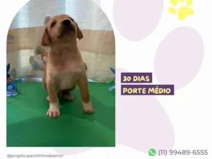 Cachorro raça SRD-ViraLata idade Abaixo de 2 meses nome Gilbert
