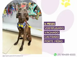 Cachorro raça SRD-ViraLata idade 2 a 6 meses nome Junior