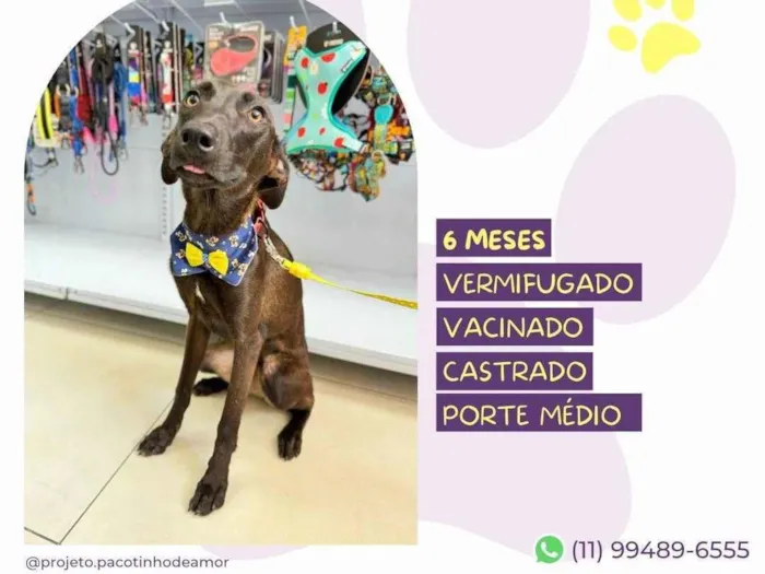 Cachorro ra a SRD-ViraLata idade 2 a 6 meses nome Junior