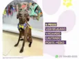 Junior