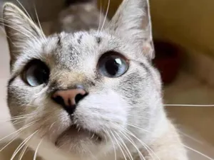 Gato raça SRD-ViraLata idade 7 a 11 meses nome Oliver 11meses lindo e bonzinho 