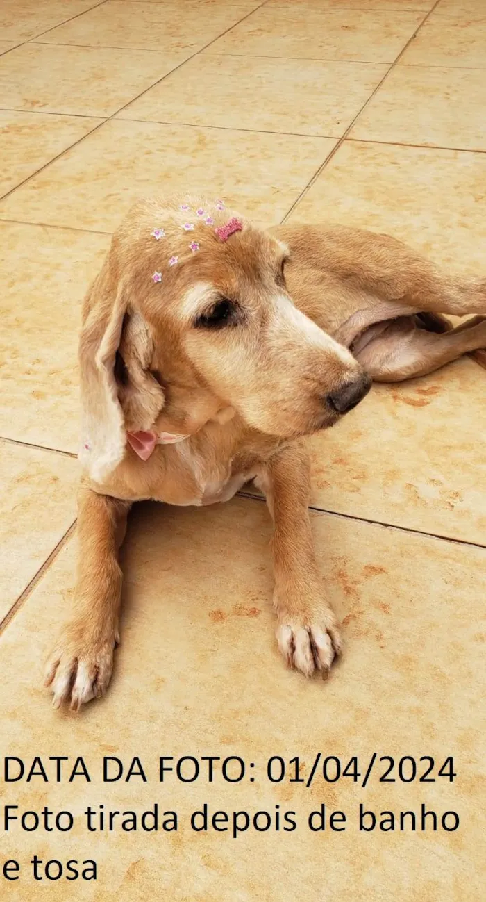 Cachorro ra a Cocker spaniel inglês idade 6 ou mais anos nome KIRA (resgatada)
