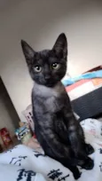 Pontinha