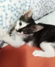 Estrelinha
