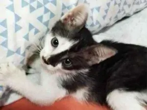 Gato raça SRD idade 2 a 6 meses nome Estrelinha