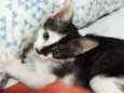 Estrelinha