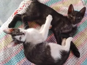 Gato raça SRD idade 2 a 6 meses nome Pontinha