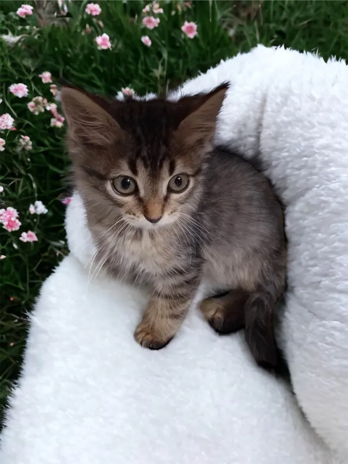 Gato ra a SRD-ViraLata idade Abaixo de 2 meses nome Cookie
