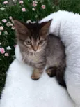 Cookie