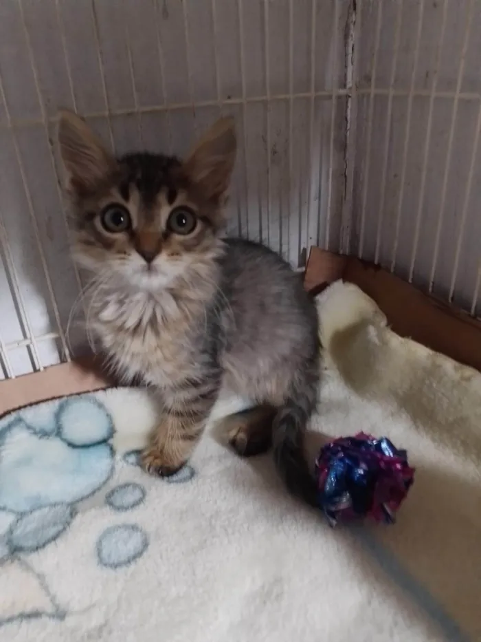 Gato ra a SRD-ViraLata idade Abaixo de 2 meses nome Cookie