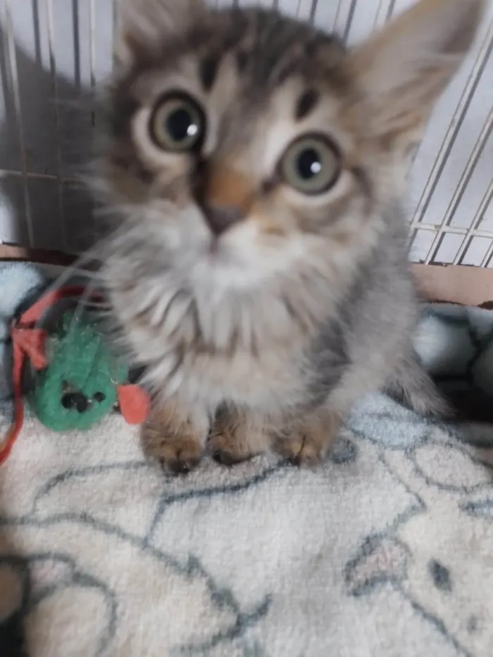 Gato ra a SRD-ViraLata idade Abaixo de 2 meses nome Cookie