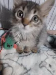 Cookie