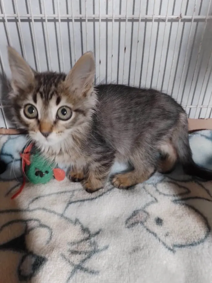 Gato ra a SRD-ViraLata idade Abaixo de 2 meses nome Cookie