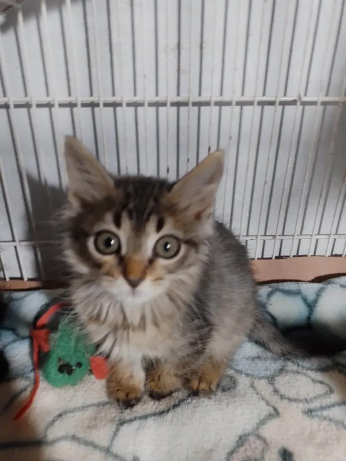Gato ra a SRD-ViraLata idade Abaixo de 2 meses nome Cookie