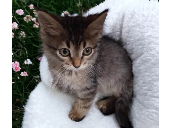 Gato ra a SRD-ViraLata idade Abaixo de 2 meses nome Cookie