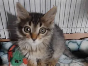 Gato raça SRD-ViraLata idade Abaixo de 2 meses nome Cookie