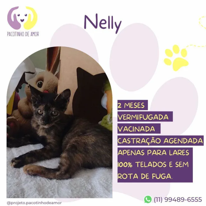 Gato ra a SRD-ViraLata idade 2 a 6 meses nome Nelly