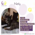 Nelly