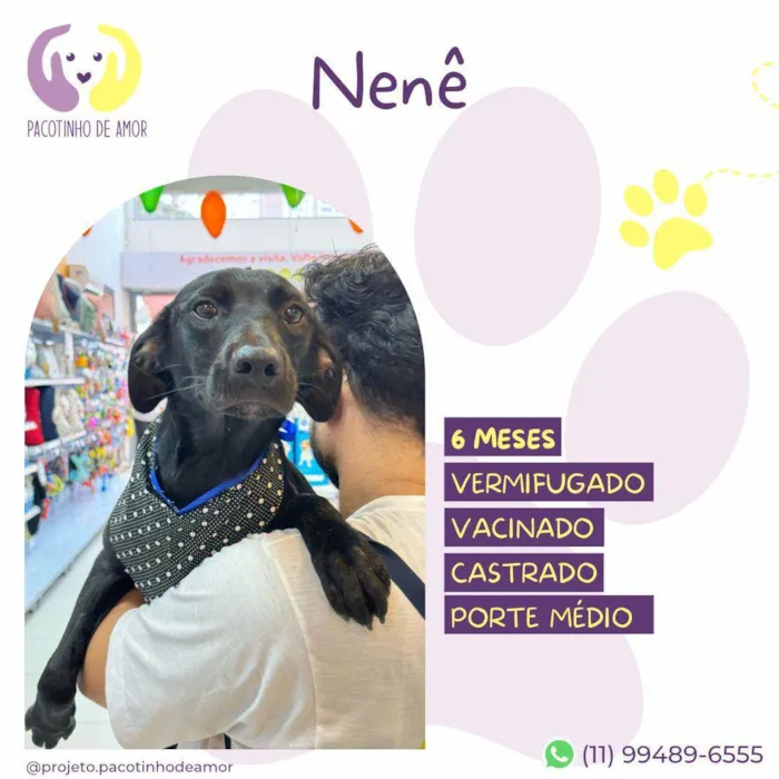 Cachorro ra a SRD-ViraLata idade 7 a 11 meses nome Nenê
