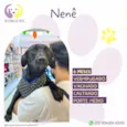 Nenê