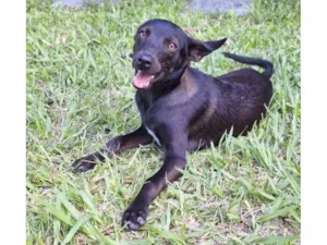 Cachorro raça SRD-ViraLata idade 1 ano nome Lilica