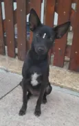 Lilica