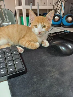 Gato raça SRD-ViraLata idade 2 a 6 meses nome Bob e Narley