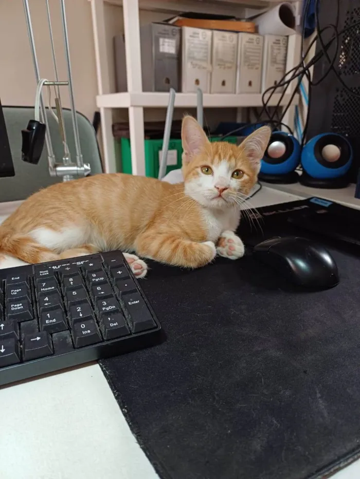 Gato ra a SRD-ViraLata idade 2 a 6 meses nome Bob e Narley