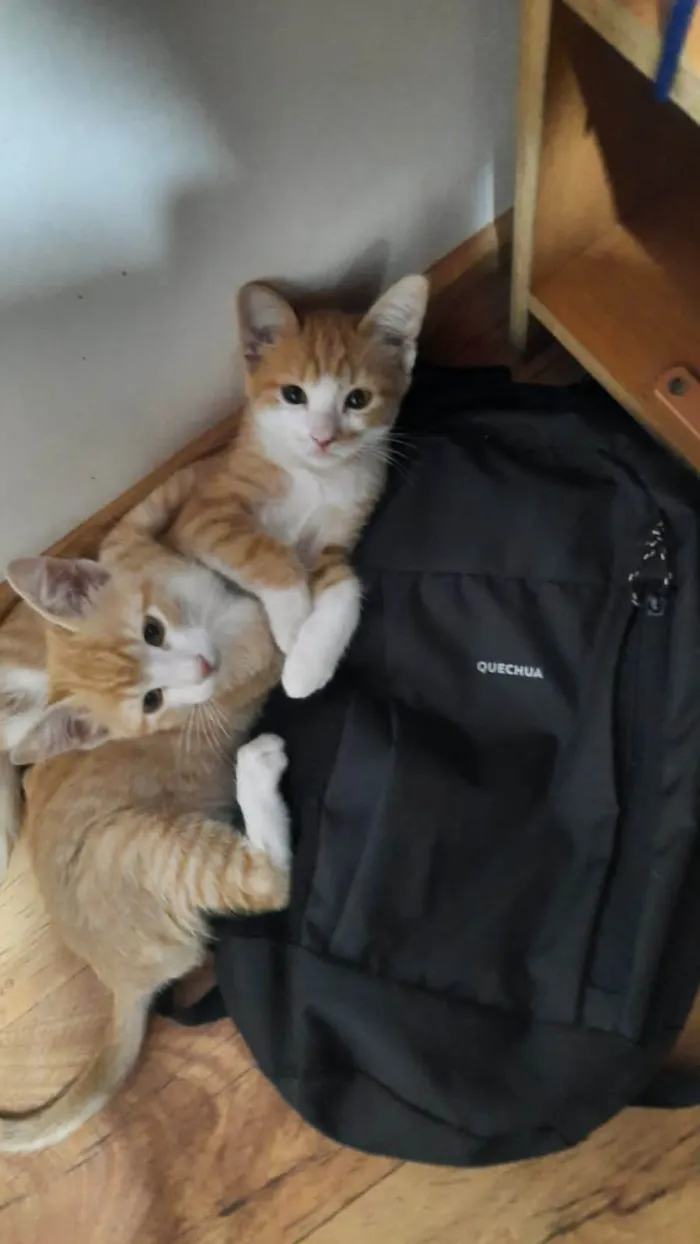 Gato ra a SRD-ViraLata idade 2 a 6 meses nome Bob e Marley