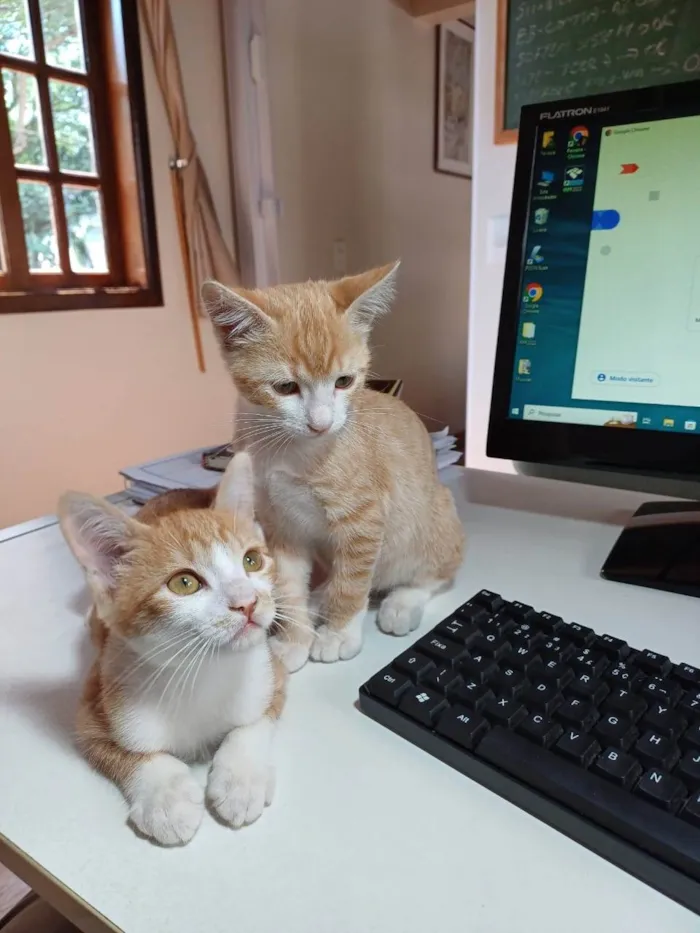 Gato ra a SRD-ViraLata idade 2 a 6 meses nome Bob e Marley