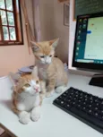 Bob e Marley