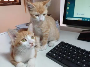 Gato raça SRD-ViraLata idade 2 a 6 meses nome Bob e Marley