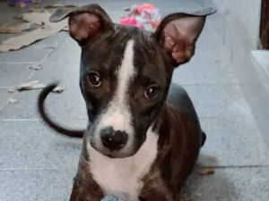 Cachorro raça SRD-ViraLata idade 7 a 11 meses nome Aladin