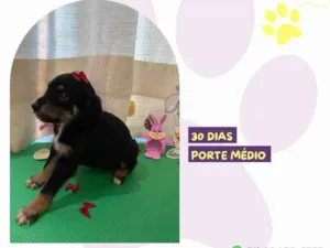 Cachorro raça SRD-ViraLata idade Abaixo de 2 meses nome Mary