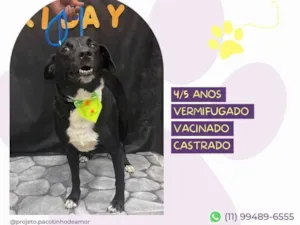 Cachorro raça SRD-ViraLata idade 4 anos nome Negão