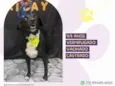 Negão