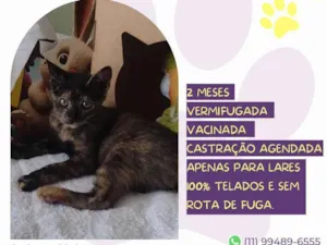 Gato raça SRD-ViraLata idade 2 a 6 meses nome Nelly