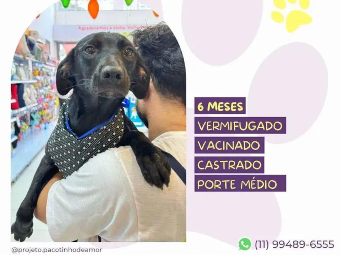 Cachorro ra a SRD-ViraLata idade 7 a 11 meses nome Nenê