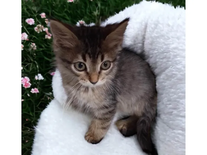 Gato ra a SRD-ViraLata idade Abaixo de 2 meses nome Cookie
